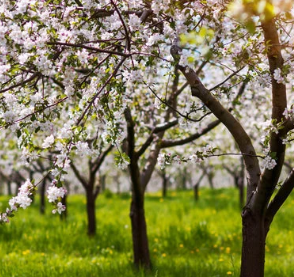 The Belvoir Orchard Pizza